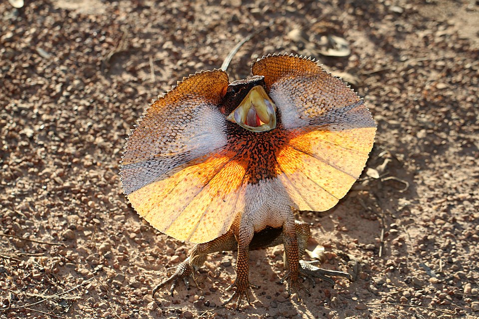 File:Frill-necked Lizard (Chlamydosaurus kingii) (8692622586).jpg